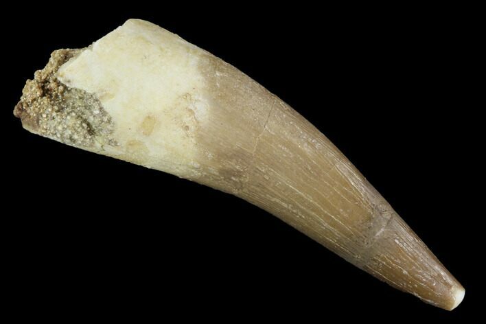 Fossil Plesiosaur (Zarafasaura) Tooth - Morocco #91296